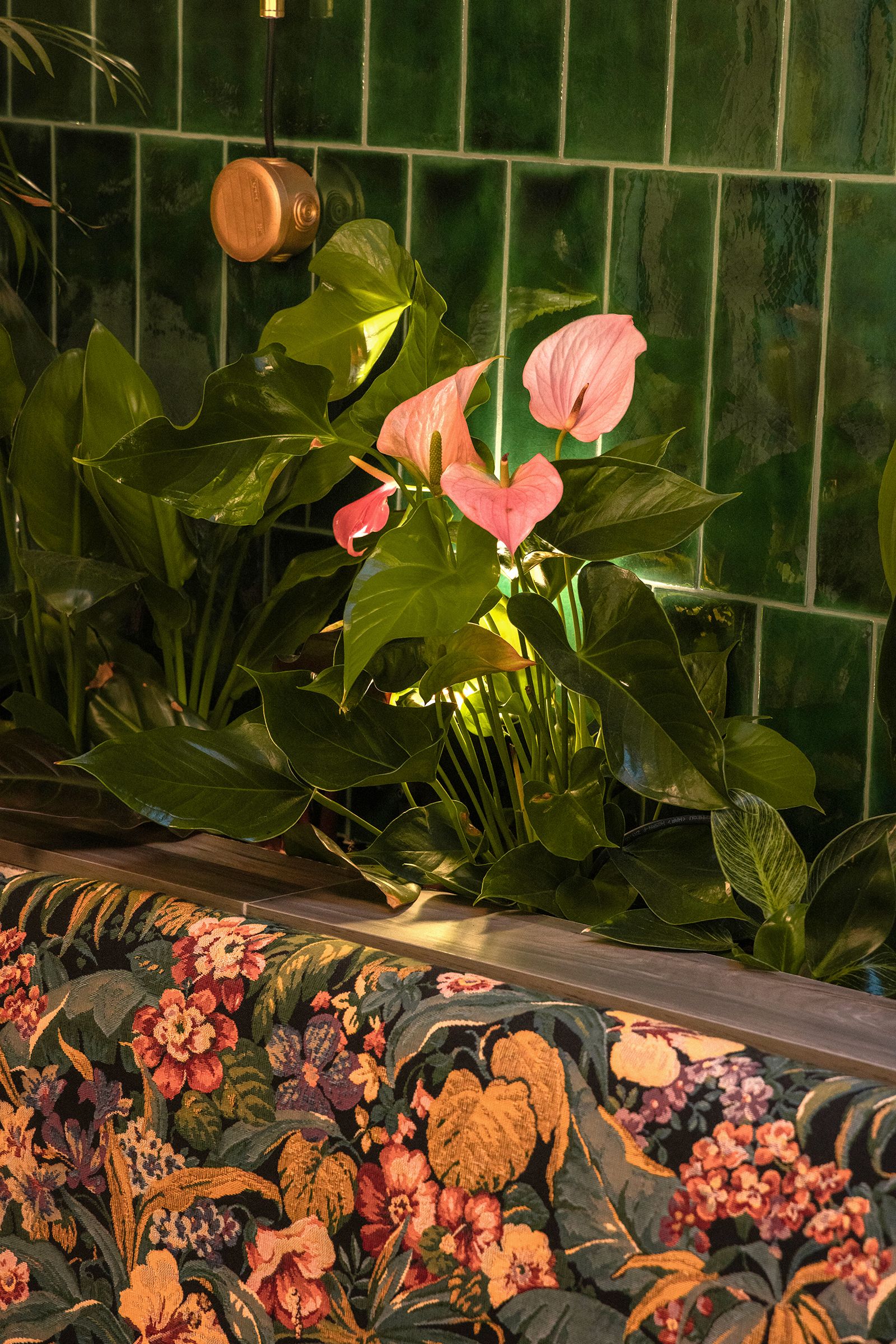 Terrace vegetation, dense and tropical